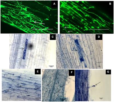 Impact of dark septate endophytes on salt stress alleviation of tomato plants